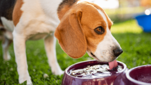 5 Ways to Keep Your Pets Safe in the Heat